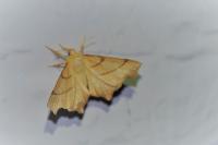 Ennomos erosaria