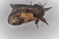 Notodonta ziczac