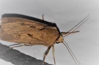 Agrotis exclamationis