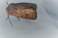 Hoplodrina blanda