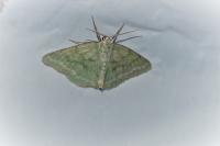 Pseudoterpna pruinata