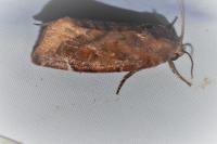 Cosmia pyralina