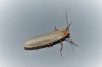 Eilema caniola
