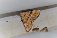 Eremobia ochroleuca