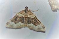 Epirrhoe galiata
