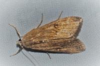 Parapoynx stratiotata