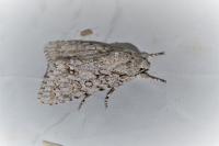 Acronicta aceris