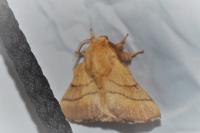 Malacosoma neustria
