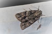 Acronicta rumicis