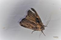 Xestia c-nigrum