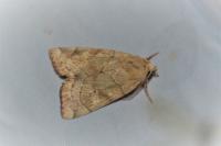 Cosmia trapezina