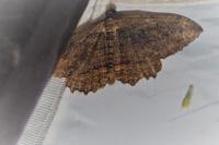 Philereme transversata