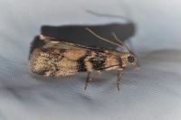 Euzophera pinguis