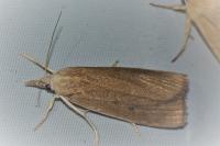 Calamotropha paludella