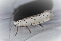 Yponomeuta