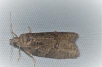 Cnephasia