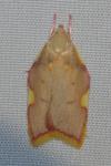 Carcina quercana