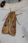 Agrotis exclamationis