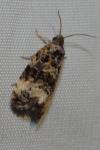 Endothenia gentianaeana/marginana/oblongana