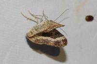 Epirrhoe alternata