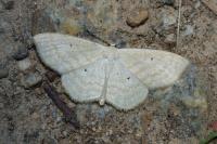 Scopula immutata