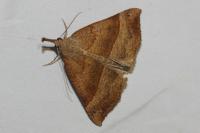 Hypena proboscidalis