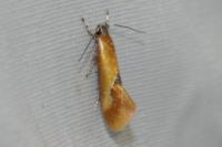 Batia lunaris