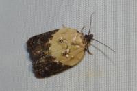 Acleris variegana