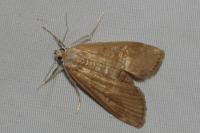 Parapoynx stratiotata
