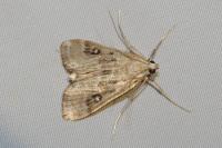Parapoynx stratiotata