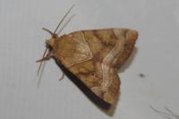 Cosmia trapezina