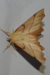 Ennomos erosaria