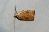 Agonopterix nervosa