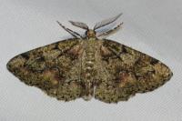 Cleorodes lichenaria