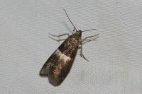 Elegia similella
