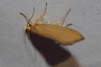 Crassa unitella