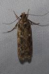 Gelechia muscosella