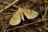 Gandaritis pyraliata