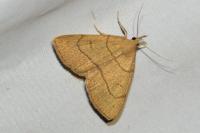 Paracolax tristalis