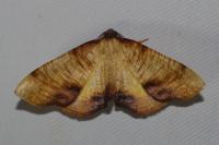 Plagodis dolabraria