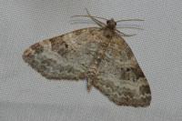 Pterapherapteryx sexalata