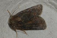 Oligia latruncula/strigilis/versicolor