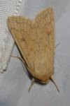 Mythimna vitellina