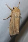 Mythimna impura
