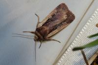 Ochropleura plecta