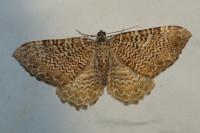 Rheumaptera undulata