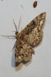 Parectropis similaria