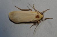 Katha depressa
