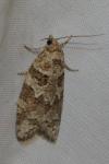 Cnephasia
