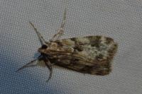 Eudonia delunella